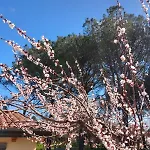 Riccioli Dell' Etna 3*