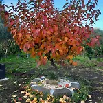 Konukevi Riccioli Dell' Etna