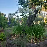 Riccioli Dell' Etna 3*