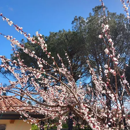 Riccioli Dell' Etna 3*