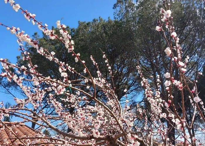 Riccioli Dell' Etna 3*