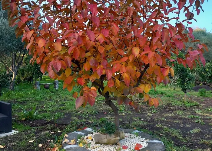 Pensionat Riccioli Dell' Etna