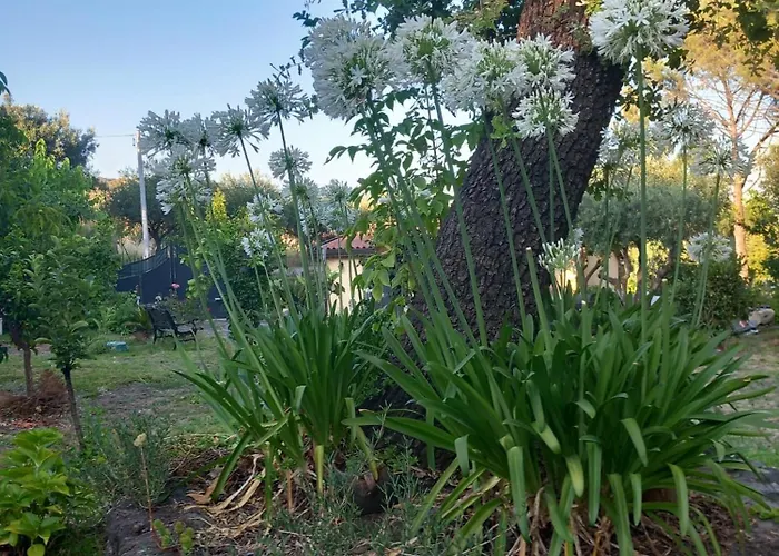 Riccioli Dell' Etna 3*